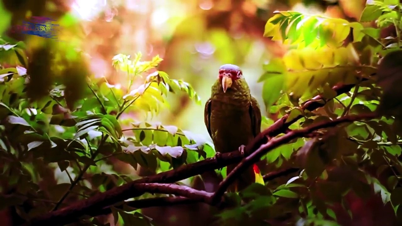 Sapne me Tota dekhna _ Seeing Parrot in dream Meaning _ Topic Box