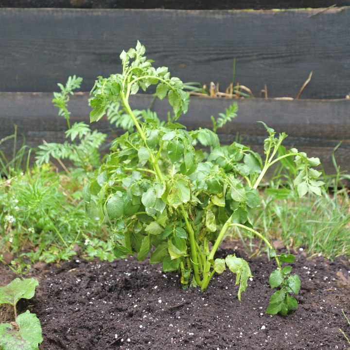 Transform Your Garden with These Simple and Effective Tips
