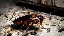The Funniest Insect Ambush You’ll Ever See