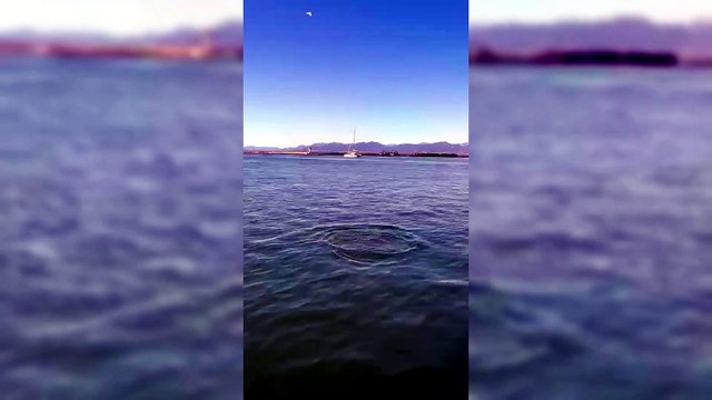 Quattro delfini danzano davanti al molo di Luna Rossa: spettacolo nel porto di Cagliari