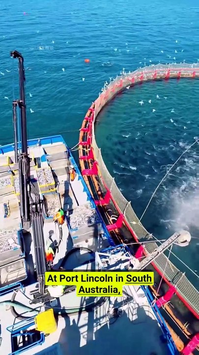 That spinning machine is why bluefin tuna costs a fortune! 🐟⚙️ #TunaFarming #Aquaculture