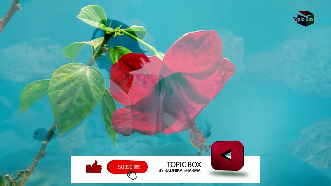 सपने में गुड़हल का फूल देखना _ Sapne mein gudhal ka phool _ Topic Box