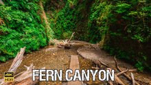 Fern Canyon 🌿 | Prairie Creek Redwoods State Park California | Jurassic Park 4K 60 FPS