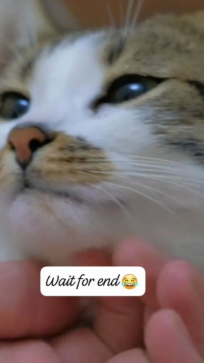 Tiny Cat’s Funny Reaction Will Melt Your Heart 😹❤️
