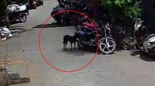 नोटों से भरा बैग उठा ले गई डॉगी, देखें CCTV फुटेज