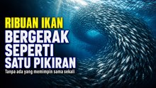 Ribuan Ikan Bergerak Seperti Satu Pikiran Tanpa Ada yang Memimpin