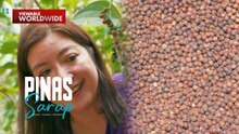 Paraan ng pag-aani ng paminta, alamin! | Pinas Sarap