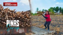 Paghahakot ng naaning tubo, hindi inatrasan ni Kara David! | Pinas Sarap