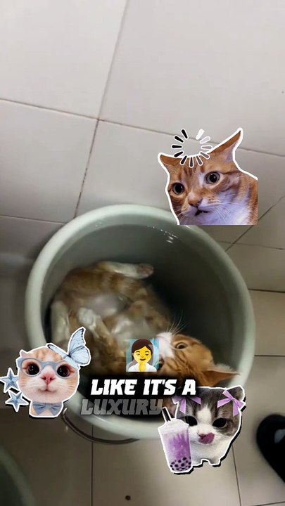 Orange Cat Logic Makes No Sense