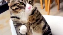 Dramatic Cat vs. Human Hand: A Short Story"