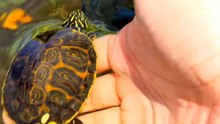 Mission Accomplished - Turtle Owner Demonstrates His Unique Method to Entice His Pet for Feeding