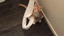 Toilet Paper Unravels As A Cat Keeps Swatting