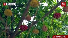 ପକ୍ଷୀଙ୍କ ପାଇଁ କୃତ୍ରିମ ବସା: ନିର୍ବାକ ଚଢେଇଙ୍କ ମନ ବୁଝିଲା BMC ! ରାଜଧାନୀ ଗଛରେ ଓହଳିଛି ପାଣିପାତ୍ର