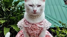 Adorable Princess #cat #kingdomofawais