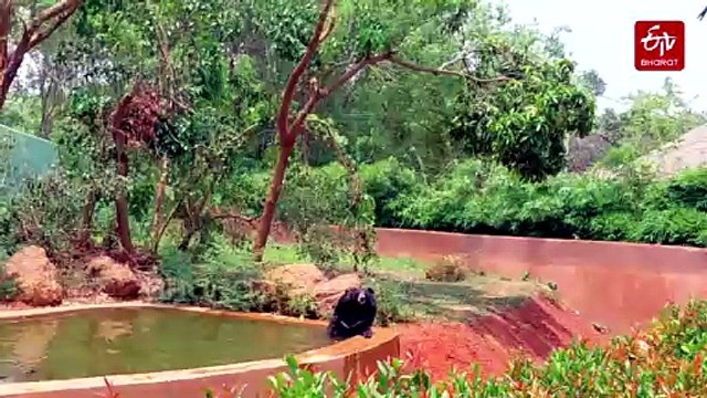 Nandankanan Zoo Takes Special Measures To Protect Animals From Intense Summer Heat