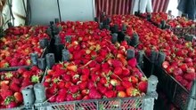 Organik çilek üreticileri pazar için destek bekliyor