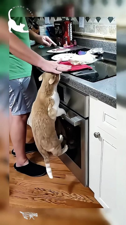 The Great Cat Food Thieves! 😼🍕 | Funny Cat Compilation