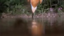 Death from above... Kingfisher fishing for fish..