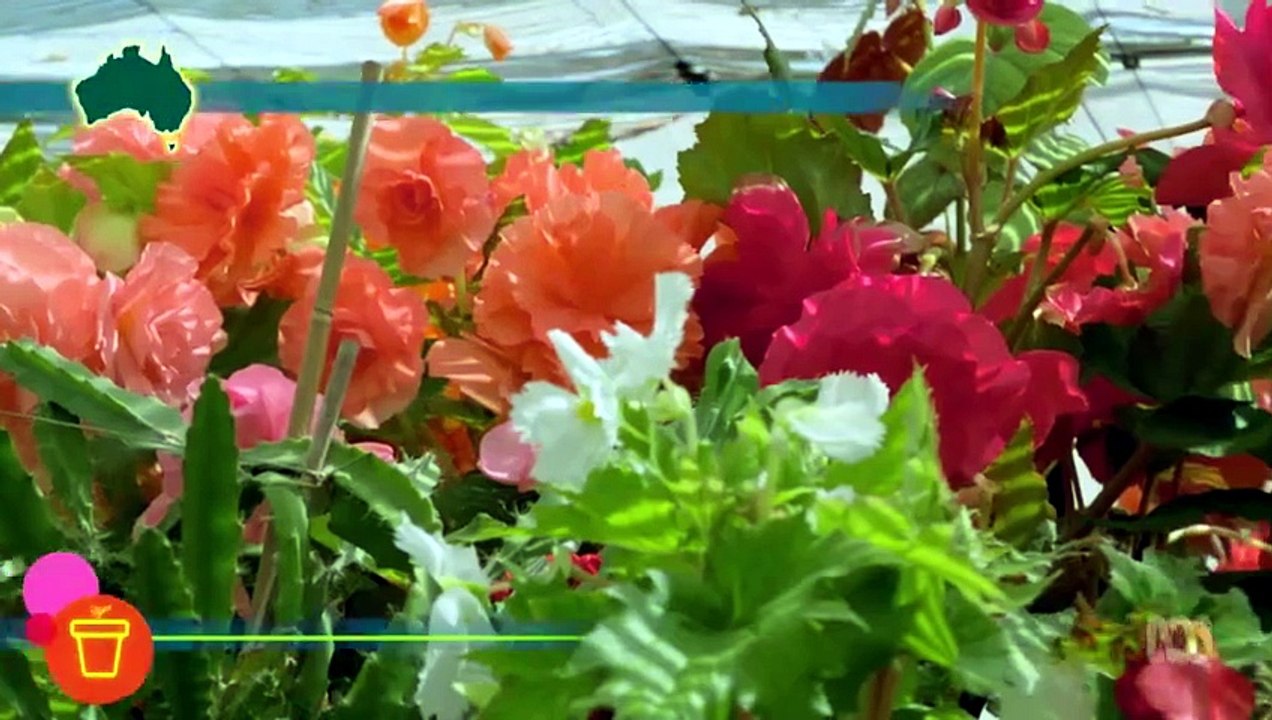 Gardening Australia S37E13