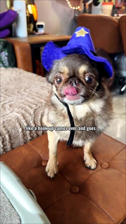 King Chilli The Pug