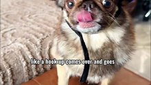 King Chilli The Pug