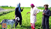Bakra_Bechney_wala_Fraud_Niklaa_Saleem_Albela_and_Goga_Pasroori_Funny_Video(360p)