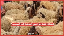 لماذا تراجعت أرباح مربي الماشية في موسم عيد الأضحى؟.. نقيب الفلاحين يكشف السبب