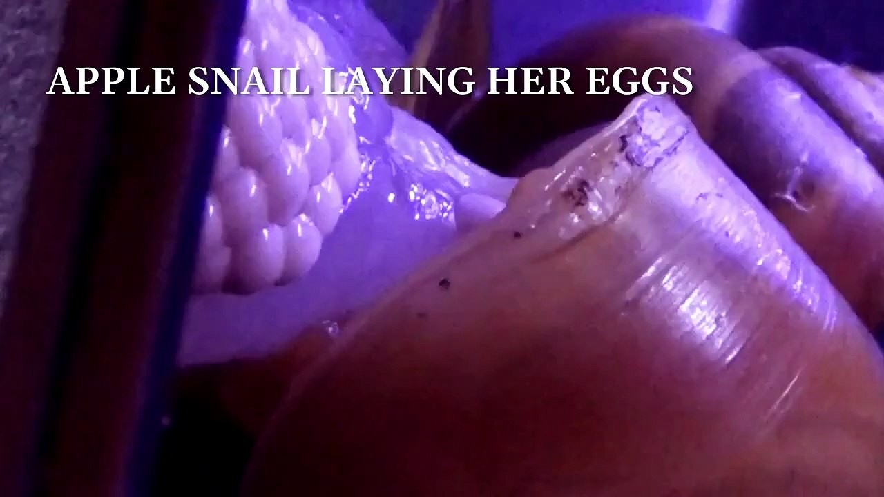 Apple snail laying eggs