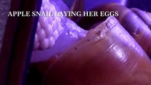 Apple snail laying eggs