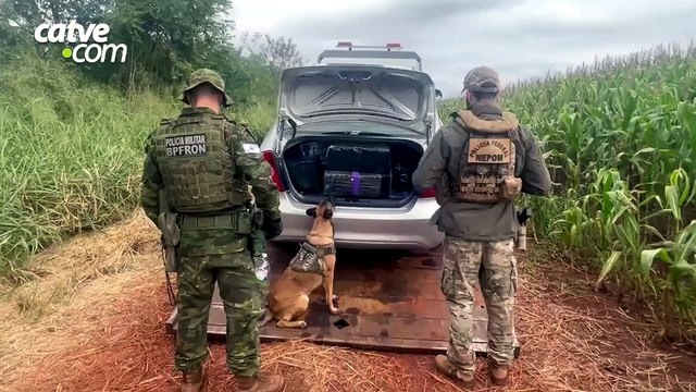 Operação conjunta apreende 300 quilos de maconha em Guaíra