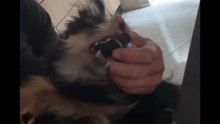 Agozzino Alfredo story con zaky e ares