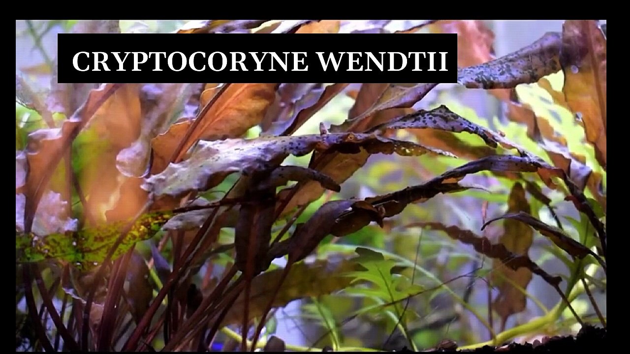 Cryptocoryne Wendtii easy freshwater aquatic plant