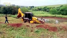 Ataque de onça deixa 34 ovelhas mortas em propriedade rural de Assis Chateaubriand