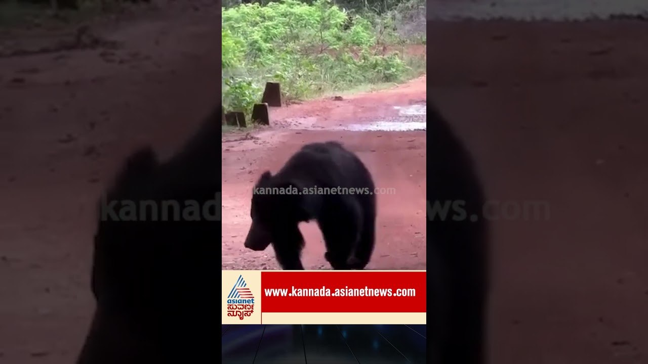ಕೊಪ್ಪಳದ ನಡುರಸ್ತೆಯಲ್ಲೇ ಕರಡಿ ಪ್ರತ್ಯಕ್ಷ! #koppal #bear #wildlifeattack #karnatakaforest