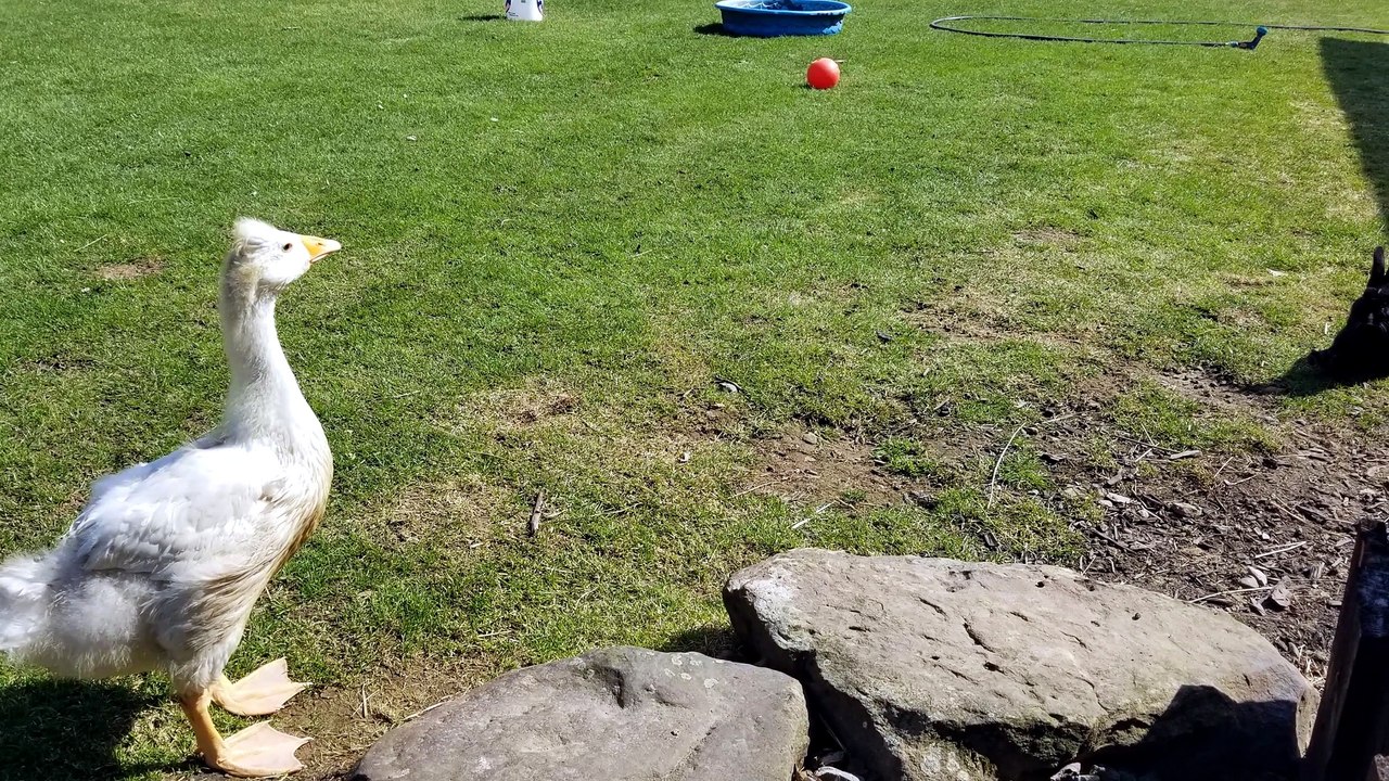 The void floof experienced momentary indecision with faced with Lemony brilliance. | #SparklegleamFarm #Lemongrab #Bunny #farm #goose #farmanimals #UNACCEPTABLE #cute