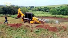 Vídeo: onça ataca e 34 ovelhas morrem no Paraná