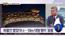 [돌직구 강력반]화물칸 열었더니…10m 대형 뱀이 ‘꿈틀’