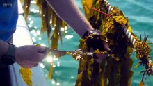 Countryfile - Season 38 Episode 21 - South Wales: A Critical Season in the Forest