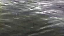 فيلم الخرساء