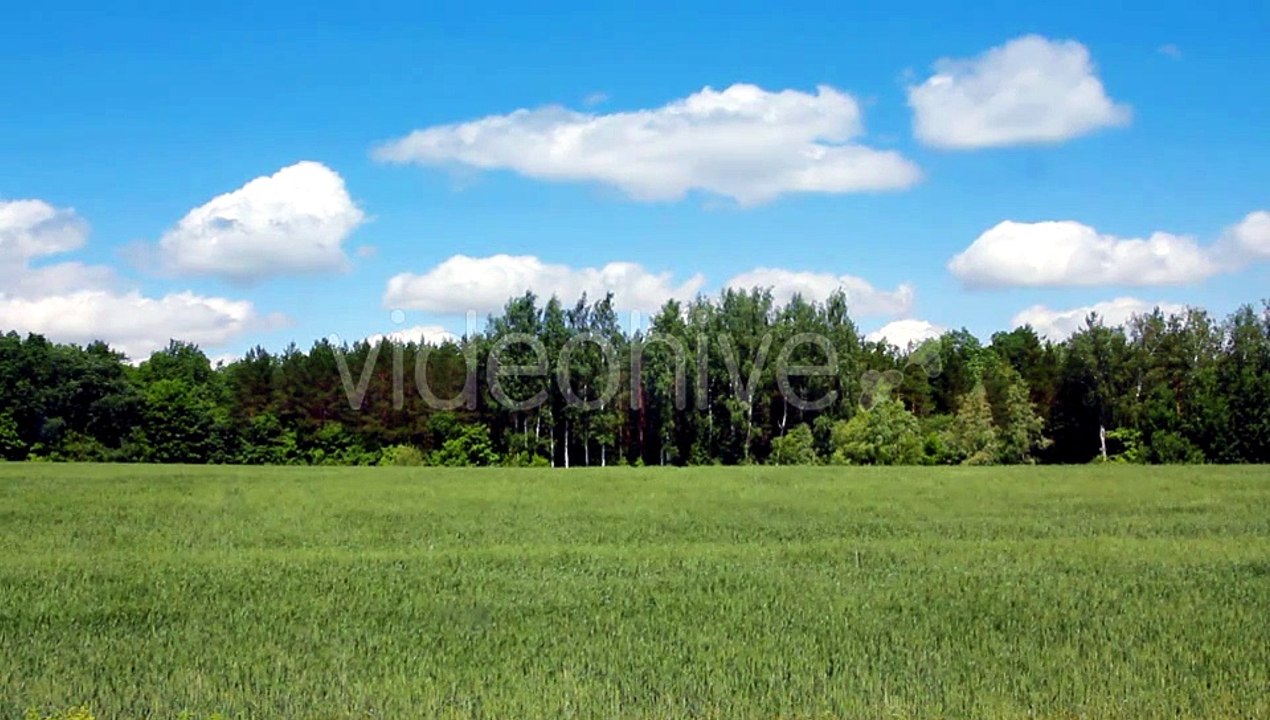 Waving Green Field with Wheat