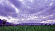 Light Blue Toned Sky Above Countryside Rural Field Landscape With Young Green Wheat Sprouts In
