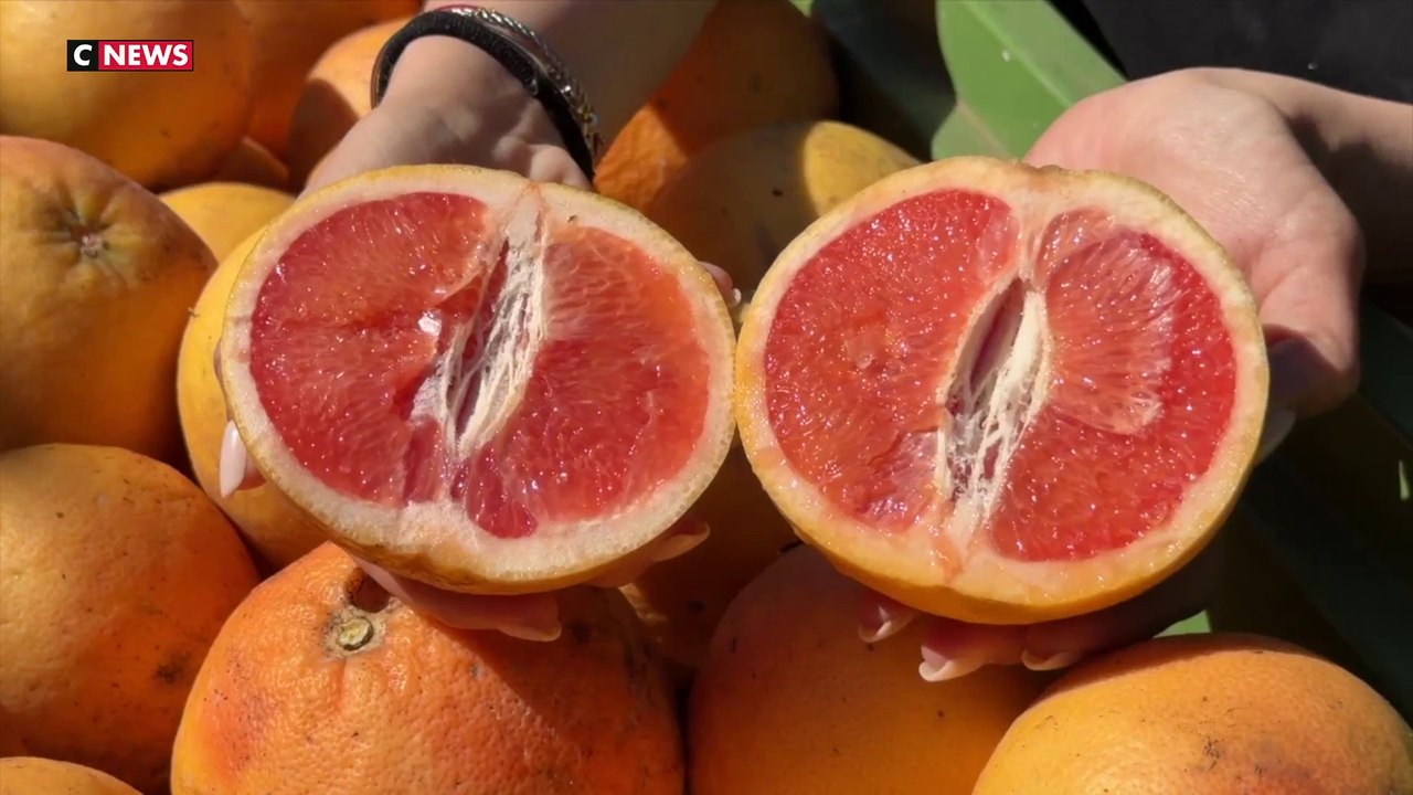 Le succès du pomelo corse