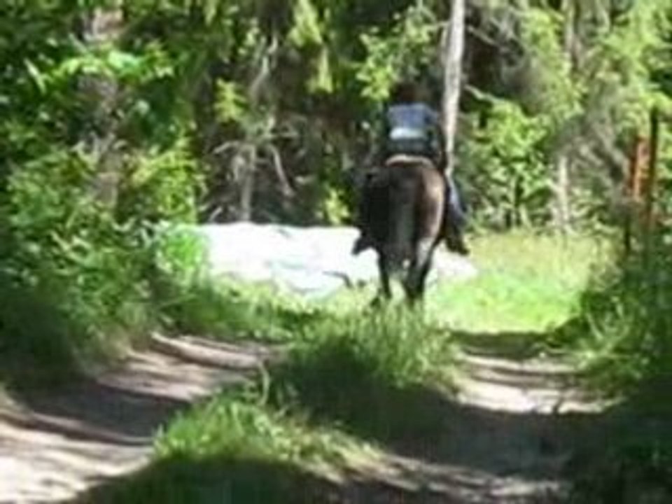 Qualia galop