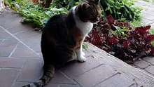 Protector of the household kingdom :) #cat #funnycats #catlover