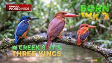 Tatlong uri ng kingfisher, sabay-sabay na namataan sa Palawan?! | Born To Be Wild