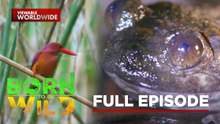 The Colorful Kingfisher and the Rare Barbie Frog of the Philippines | Born To Be Wild (Full Episode)