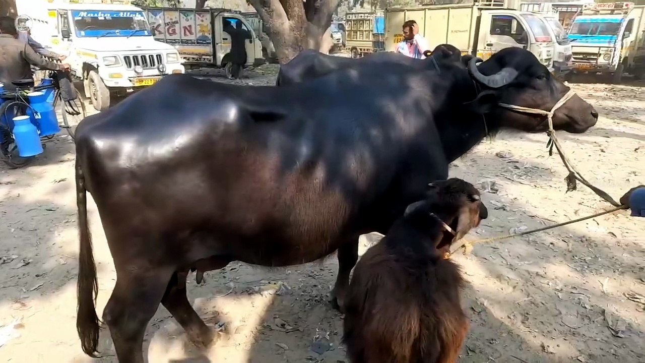 Bilaspur Mandi Mein Aaj ka video | Bilaspur pashu mandi | pashu mandi