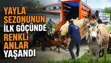 Yayla yolculuğu başladı, hayvanları kamyonlara yüklemekte zorlandılar
