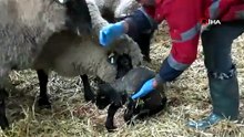 Şaşırtan olay! Bir kuzuya iki anne birden sahip çıktı