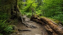 Have You Seen Olympic National Park Like This?